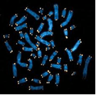 Pond scum cells 01