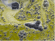 Pond scum cells