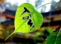 Tâm nhẹ như chiếc lá