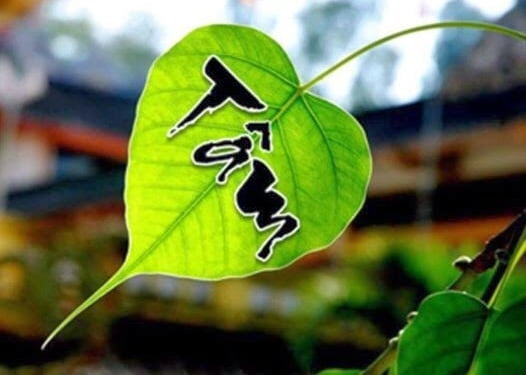 Tâm nhẹ như chiếc lá