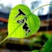 Tâm nhẹ như chiếc lá