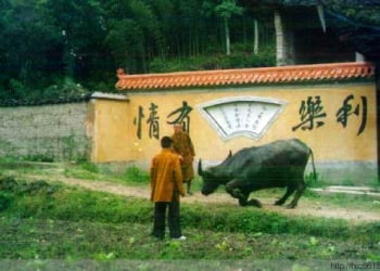 Chuyện có thật: Chú trâu quỳ gối rơi lệ cầu mong tha mạng