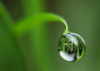Đời như giọt sương thu