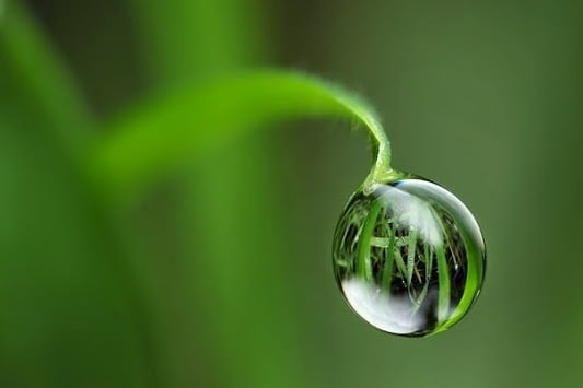 Đời như giọt sương thu