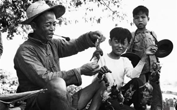 Chiến dịch diệt chim sẻ ở Trung Quốc — Câu chuyện Nhân quả có thật