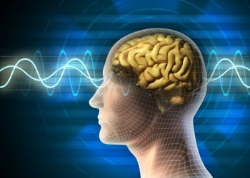 Thay đổi cấu trúc não bộ bằng thiền định