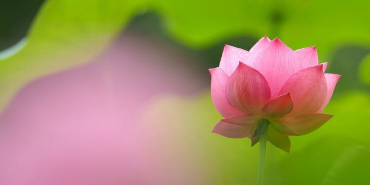 Phạn Ngữ/Hán Tạng