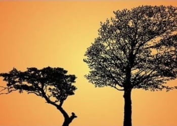 Nên chặt cây nào?