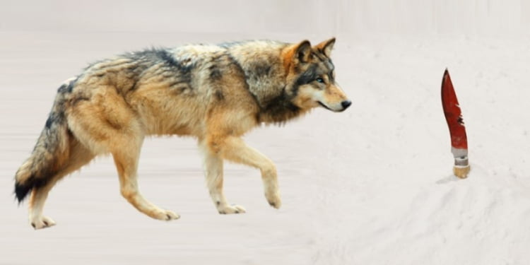 Lưỡi dao săn Sói của người Eskimo